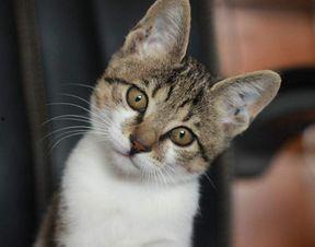 娱乐吃瓜小猫咪小说,小猫咪的娱乐圈冒险之旅